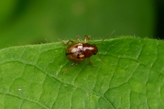 Coleoptera