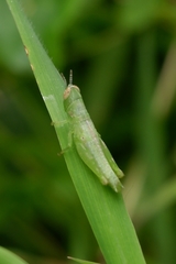 Orthoptera