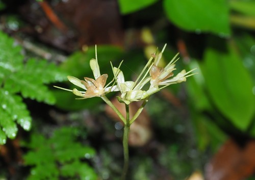 Helonias umbellata, photograph 2