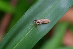 Angiospermae