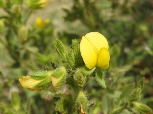 Ononis pubescens (Ononis pubescens)