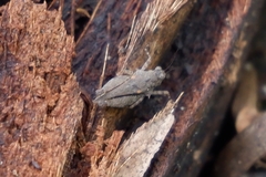 Orthoptera