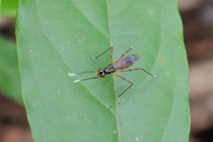 Diptera