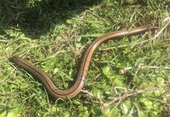 Anguis colchica