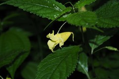 Impatiens tayemonii