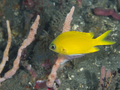 Chromis analis