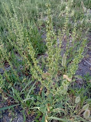 Rumex dentatus