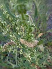 Rumex dentatus
