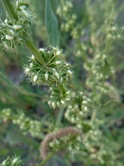 Rumex dentatus