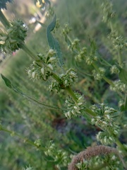 Rumex dentatus