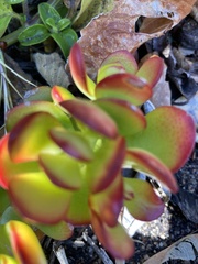 Crassula ovata