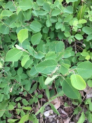 Amelanchier spicata