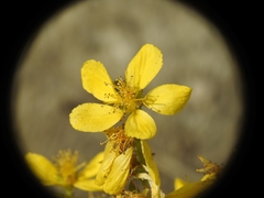 Hypericum perfoliatum