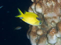 Chromis analis