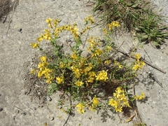 Hypericum perfoliatum