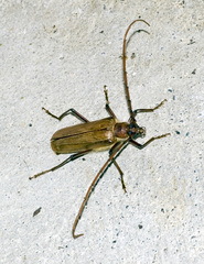 Ochrocydus huttoni