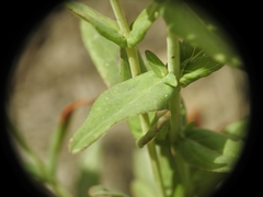 Hypericum perfoliatum