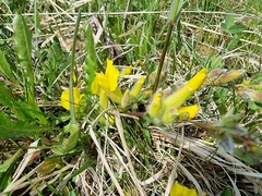 Chamaecytisus ratisbonensis