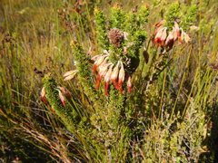 Erica coccinea