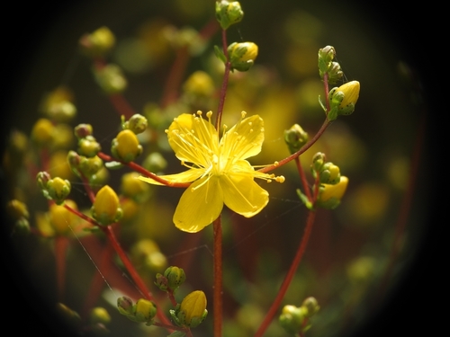 Hypericum empetrifolium (Hypericum empetrifolium)