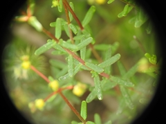 Hypericum empetrifolium