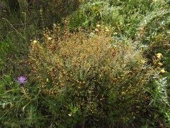 Hypericum empetrifolium