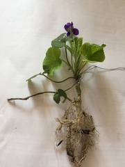 Viola odorata