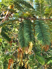 Albizia amara