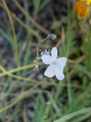 Linaria nigricans