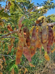 Albizia amara