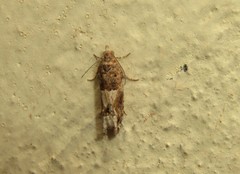 Crocidosema plebejana