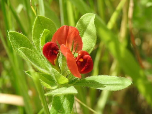 Winged pea (Lotus tetragonolobus)