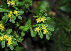 Sedum actinocarpum