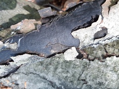 Biscogniauxia mediterranea