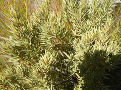 Grubbia tomentosa