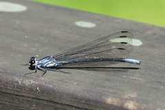 Bayadera brevicauda