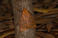 Scotorythra epixantha