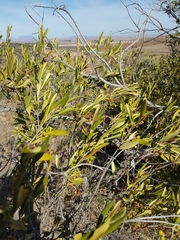 Olea exasperata