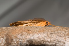 Scotorythra epixantha