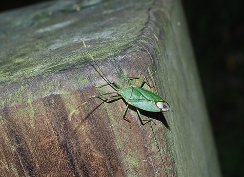 Urostylididae
