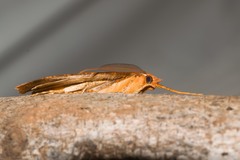 Scotorythra epixantha