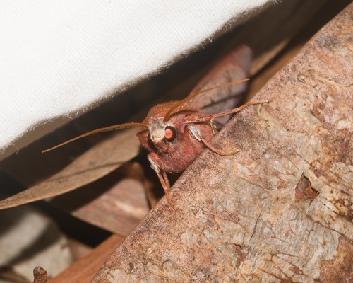 Agrotis hephaestaea observed 2022-04-30