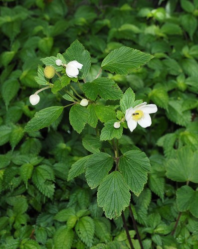 Eriocapitella vitifolia, photograph 1