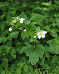 Eriocapitella vitifolia