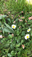 Bellis perennis