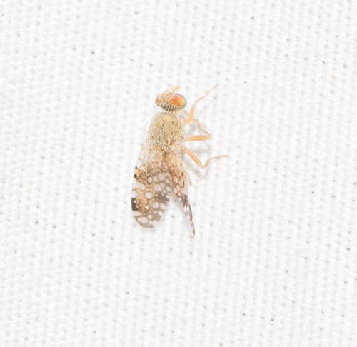 Acinia picturata observed 2022-04-30