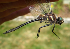 Somatochlora elongata