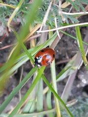 Coccinella septempunctata