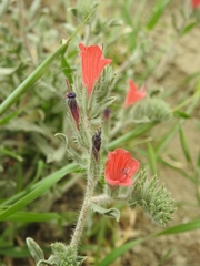 Echium angustifolium
