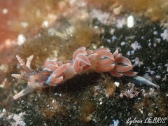 Facelina rubrovittata